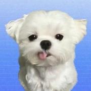 用户1352593041795的个人资料头像