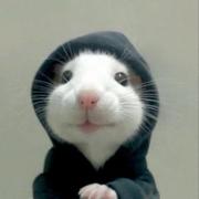 AI小白鼠的个人资料头像