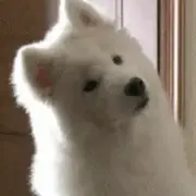 呼噜噜噜噜的个人资料头像