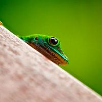 我要买车哟头像