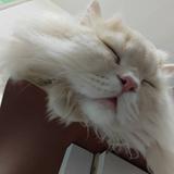 快乐的辰星5O头像