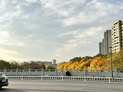 麻雀终究飞的个人资料头像