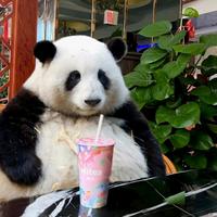 嘎嘎不贪头像