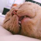 狮子豹子老虎的个人资料头像