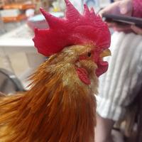 用户9509525972112头像