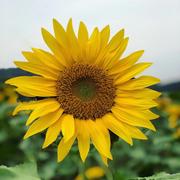 cl_hedgehog的个人资料头像