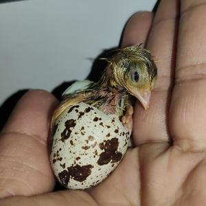 孵化小行家头像