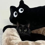 鱼有好多猫的个人资料头像