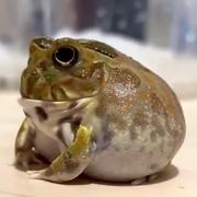 赖格宝的个人资料头像