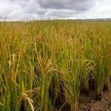 慕恩微生物小尤头像