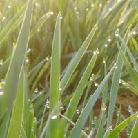 金海石一枚头像