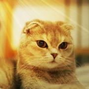 东少少哦的个人资料头像