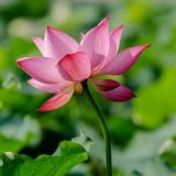 李新浩551头像