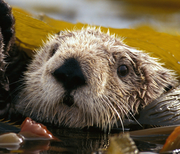 ICAC_陆志廉的个人资料头像