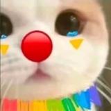 哪来来的小猫头像