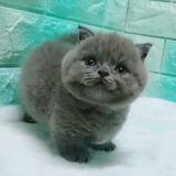 自语的猫头像