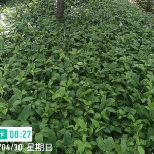 中药材仿野生种植技术头像