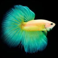 望不到黑de黑头像