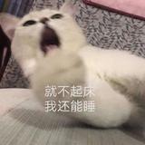 Konela头像