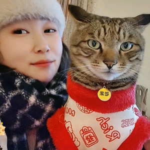 海米的狸花猫芒果头像