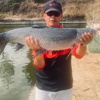 风行者铂智3X头像