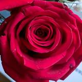 希芸BOSS琪琪头像