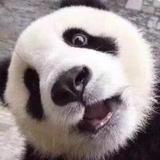 用腿感化泰迪头像