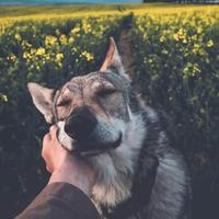 听风说你心事头像