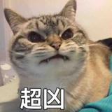 就是皮仰仰头像