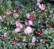 叶子椰椰的个人资料头像