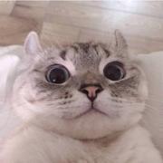 爱吃粽子的个人资料头像