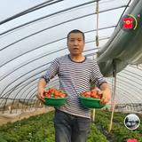 兴平草莓哥助农头像