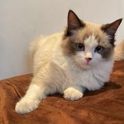 WangZz的个人资料头像