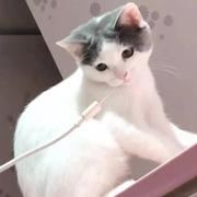 青衫落的个人资料头像