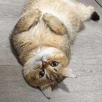 FatmanPro头像