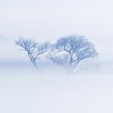 梦幻香瓜xLNj3Mz头像