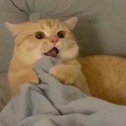 北溟鱼的个人资料头像