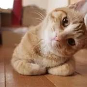 阿谋的个人资料头像