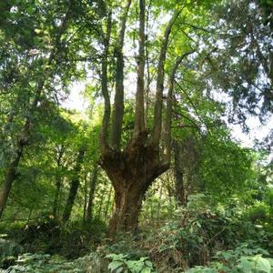 宁强县汉源苗木种植基头像