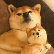 不叫程序员小白的个人资料头像