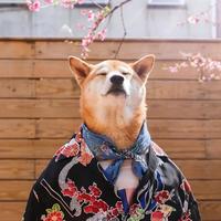 喜歡楊枝甘露头像