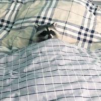 小浣熊干脆面ovo头像