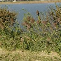 纯粹的小伙伴头像