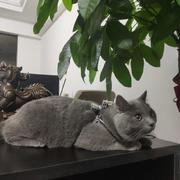 Mustang39的个人资料头像