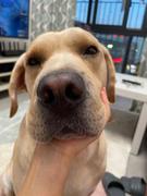 菜狗大作战的个人资料头像