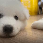 关注嘉然谢谢喵的个人资料头像