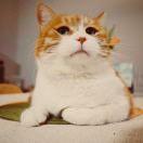 Cocoxi的个人资料头像