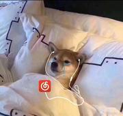 cookie的个人资料头像