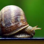 flyhuya的个人资料头像