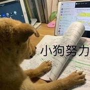 勇敢狗狗不怕困难的个人资料头像